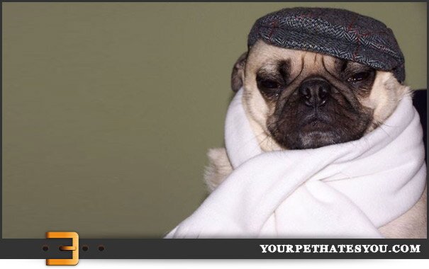 Funny Dog Photos