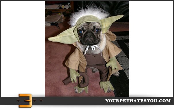 pug as yoda