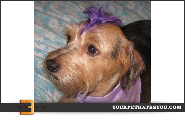 Puppy Mohawk