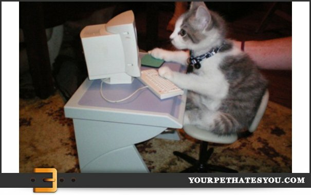 kitten-on-a-computer