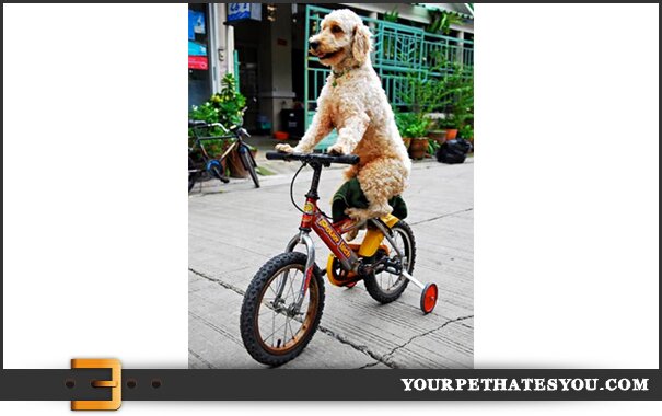 dog-on-a-bike