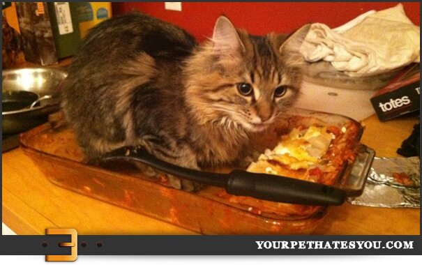 lasagna-cat