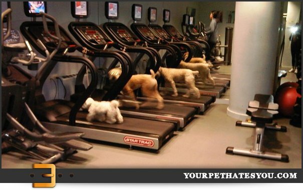 new-york-dogs-treadmill