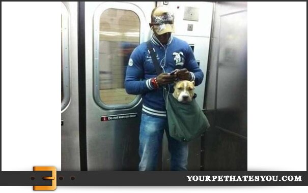 subway-dog