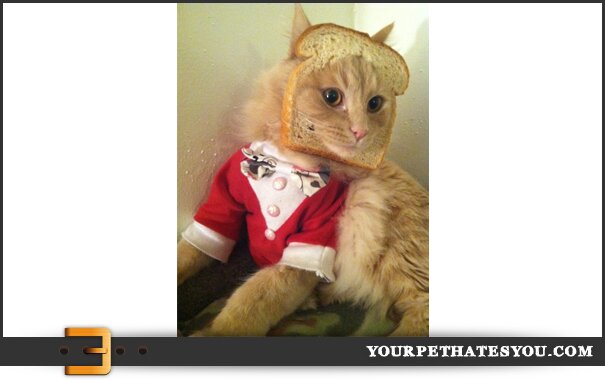 cat-bread