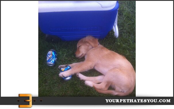 drunk-dog