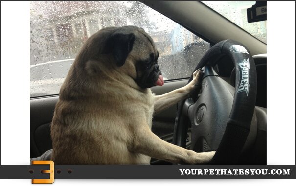 pug-driving