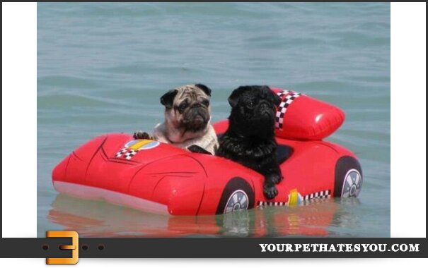 pug-pool-party